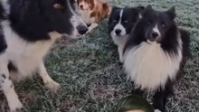 Bu 4 Köpek Sahibinin Komutunu Pür Dikkat Bekliyor! 🐾👀 #hayvanlar #köpekler #köpekeğitimi #köpek #dog