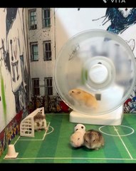 🐹 Discover the Adorable World of Hamsters! 🐹 Are you ready to dive into t
