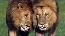 Saleemoffical presentation - Brotherly walk.#trending