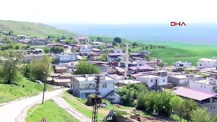 Diyarbakır’da, 8 aydır yakalanamayan dananın kaçtığı anlar kamerada