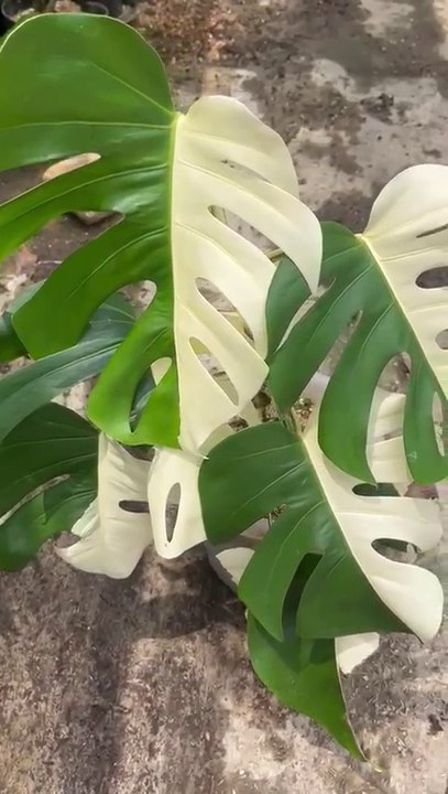 Monstera Varigata Halfmoond