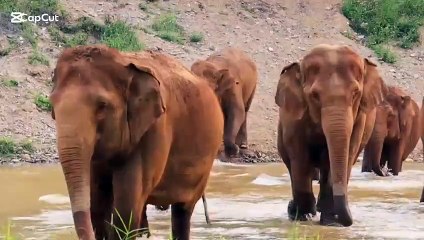 Elephants walking in water