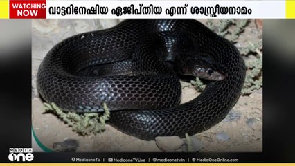 ഒമാനിൽ ആദ്യമായി ഉഗ്ര വിഷമുള്ള കരിമൂർഖനെ കണ്ടെത്തി