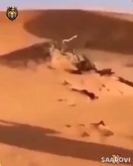 دنیا کا تیز ترین پرندہ