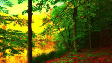 Autumn Nature Sounds; Relaxing Soundscape for Fall 4K