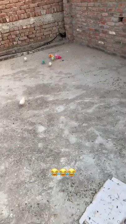 Cute chicks 🐥 playing 😍