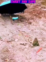 #holiday #chillmelodies #frog #cutepet #sweetandsafe #sn2sg #animal #sunnight #enjoyathome #safespace #sunnightmusic #sunnightpop #enjoy #enjoylife #relaxing #alone #alonelife #happyathome #sweetpet #humour #goodvibes #feelinggood #zen #hammock