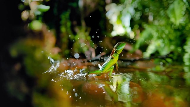 I Segreti Degli Animali S01e10 Il Dono Della Vecchiaia