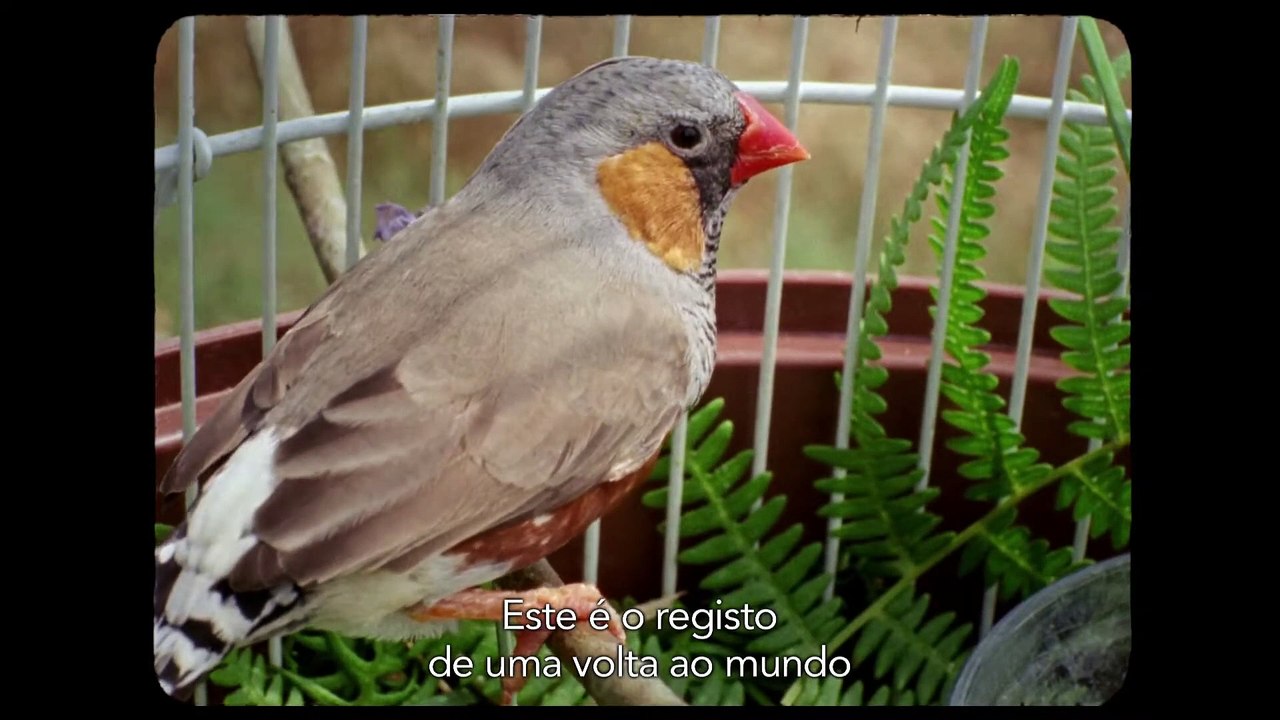 A Volta ao Mundo Quando Tinhas 30 Anos | movie | 2018 | Official Trailer