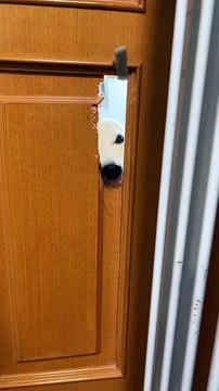 tree tree's pure enjoyment version recommends wearing headphones