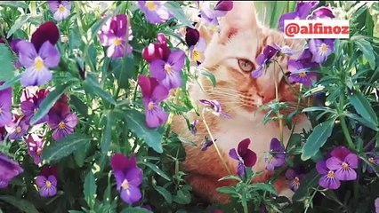Minni Cat Story amazing Cat video Beautiful Cat video Alfinoz Shorts  2025-04-19 16.47.04