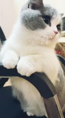 Cat'sbehavior you lough