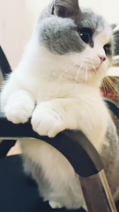 Cat'sbehavior you lough