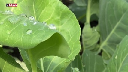 Les Français ont la main verte, une aubaine pour les pépinières