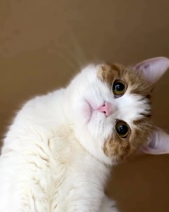 Welcome to the purr-fect paradise for cat lovers! 🌟 In this must-see video