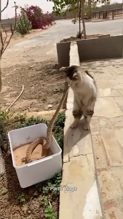 Why Do Cats Win To Snakes