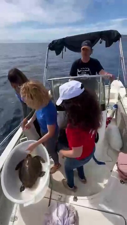 La tartatura Nina torna in mare alle Eolie, salvata dopo aver mangiato plastica