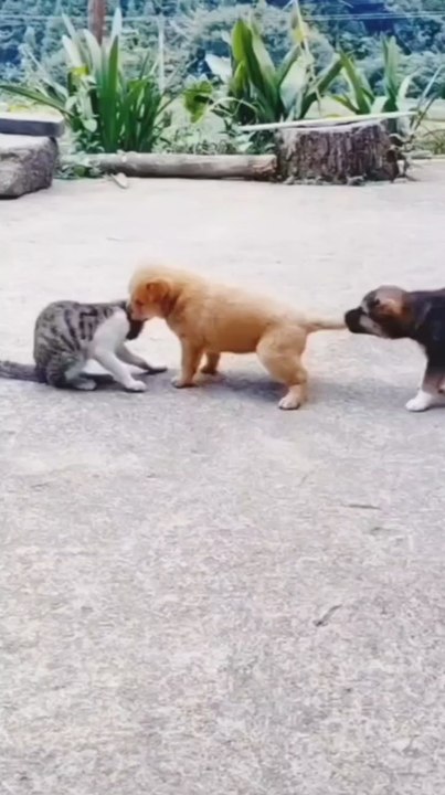 cat'sbehavior you lough