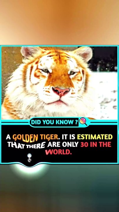 Just 30 Golden Tigers Left – Nature’s Hidden Treasure
