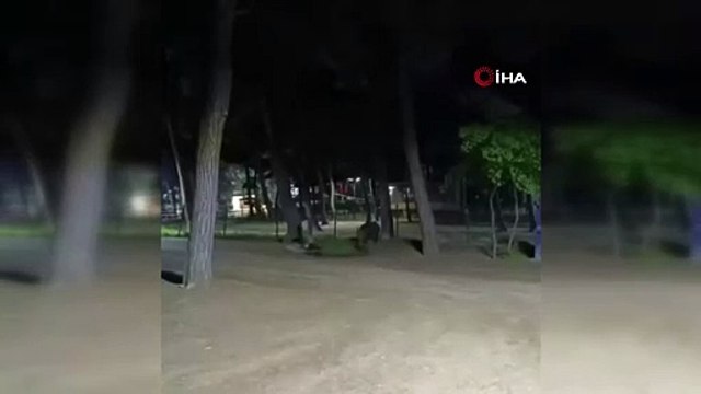 Aç kalan yaban domuzu mesire alanına indi