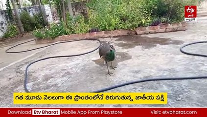 ప్రకాశం జిల్లాలో నెమలి అందాలు-ఇళ్లపై ఎక్కి వినసొంప