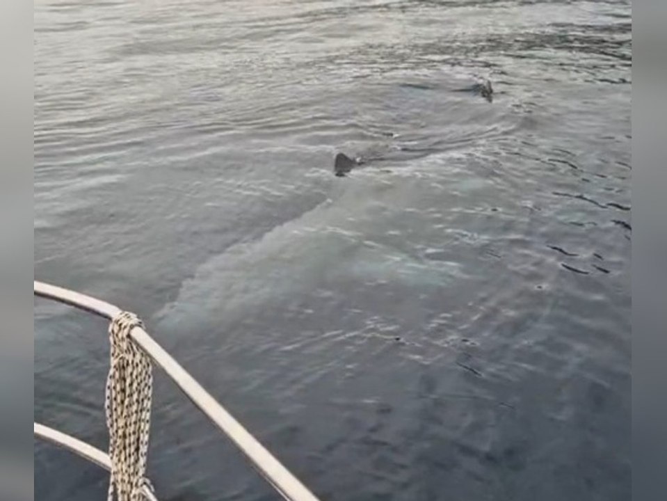 Riesenhai vor Kroatiens Küste gefilmt