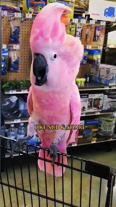 beautiful parrot dance