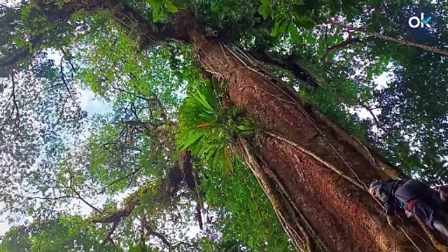 Los científicos no dan crédito: descubren un árbol en Panamá que utiliza los rayos eléctricos para vivir más años