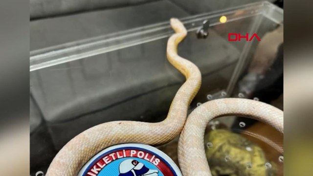 Polis uygulamasında piton ve zehirli Mısır yılanları ele geçirildi