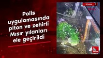 İstanbul'da polis uygulamasında piton ve zehirli Mısır yılanları ele geçirildi