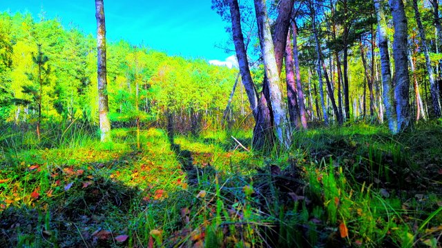 Nature Awakens 4K; Spring Bird Sounds in the Wetlands