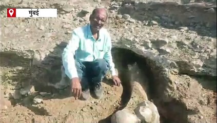 महाराष्ट्र में मिला प्राचीन हाथी का दुर्लभ जीवाश्म, रिसर्चर को 9 साल बाद मिली कामयाबी