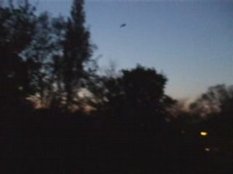 Bats_0001