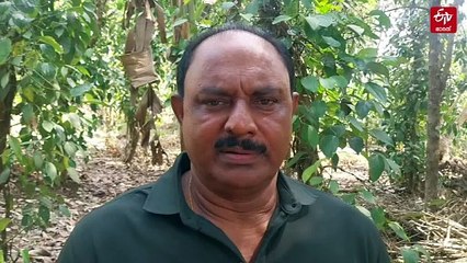 കാലാവസ്ഥ ചതിച്ചു; 2100 ഏക്കര്‍ കുരുമുളക് കൃഷി കരിഞ്ഞുണങ്ങി, 'നീറ്റലടങ്ങാതെ' കര്‍ഷകര്‍