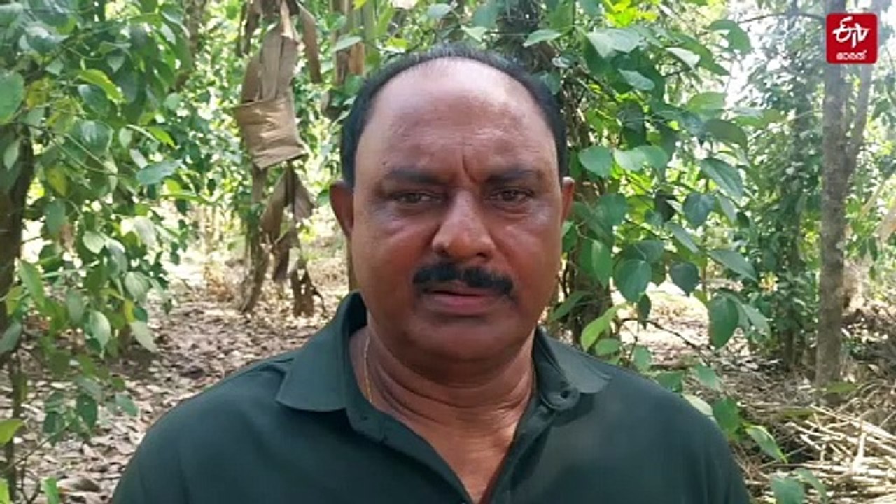 കാലാവസ്ഥ ചതിച്ചു; 2100 ഏക്കര്‍ കുരുമുളക് കൃഷി കരിഞ്ഞുണങ്ങി, 'നീറ്റലടങ്ങാതെ' കര്‍ഷകര്‍