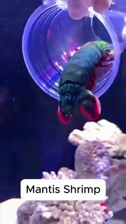 Cet crevette peut casser n'importe quel coquillage... Surpuissante Crevettes-mantes