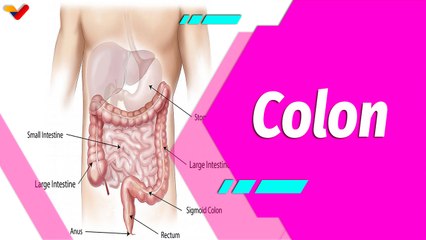 Buena Vibra | El colon y sus padecimientos