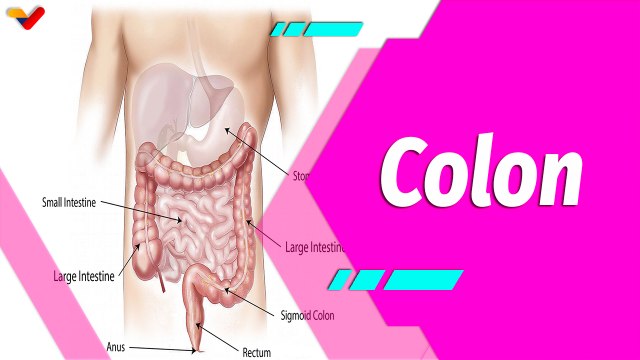 Buena Vibra | El colon y sus padecimientos