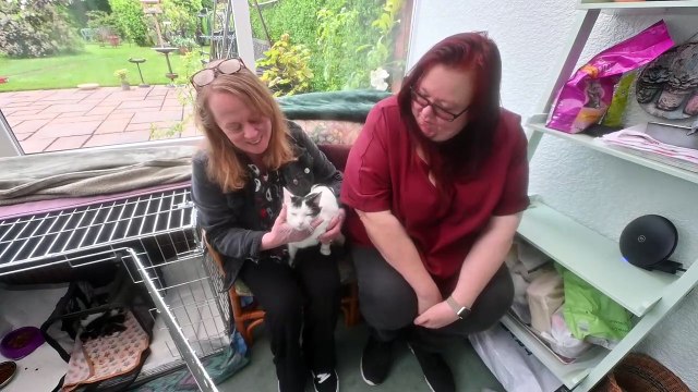 Cat with kittens up huge tree, rescued by good samaritans.