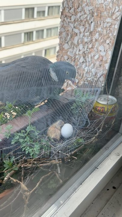 Bonne Pâques #Paques à tous avec la naissance de palombe