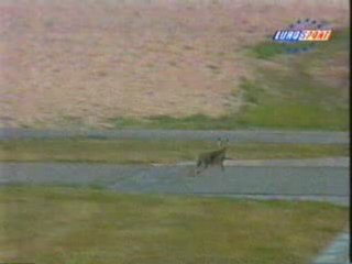 Street Racing - Rabbit Gets Hit by Race Car-horrible!