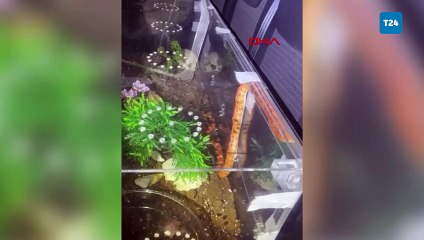 Maslak’ta piton ve zehirli Mısır yılanları ele geçirildi