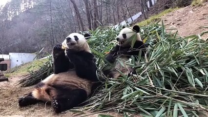 The daily life of pandas 🐼 (22)   #Panda #Lovely