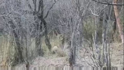 The daily life of pandas 🐼(23)    #Panda #Lovely