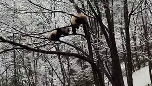 The daily life of pandas 🐼 (24)   #Panda #Lovely