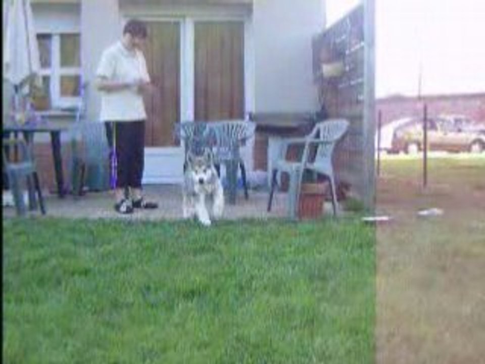 Fancy répond à l'appel du loup