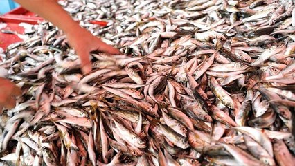 Av yasağı sonrası mezgit ve istavritin kilosunda sürpriz değişiklik