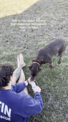 Man Rescues Dog And Makes Her Wear Collar