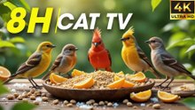 Video For Cats To Watch - Hypnotic Bird Watching for Curious Cats - CatTV Central