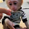 Adorable Baby Monkey Kisses His Hand! 🐒💖  Cutest Moments Ever!